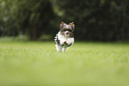 Biewer Terrier