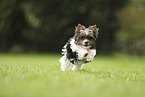 Biewer Terrier