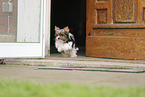 Biewer Terrier