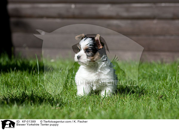Biewer Yorkshire Terrier puppy / KF-01389