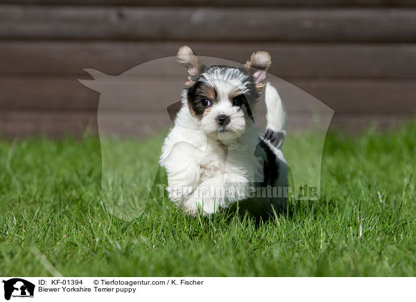 Biewer Yorkshire Terrier puppy / KF-01394