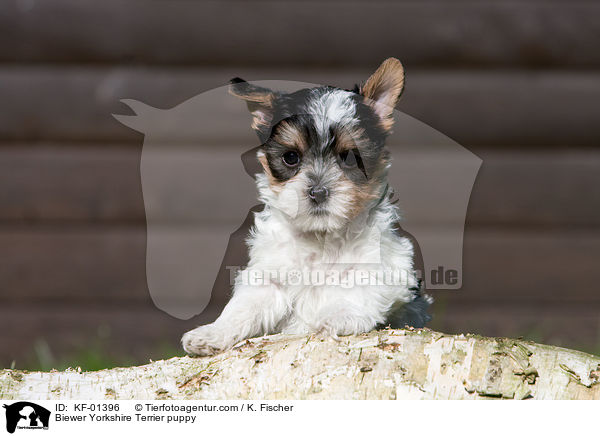 Biewer Yorkshire Terrier Welpe / Biewer Yorkshire Terrier puppy / KF-01396