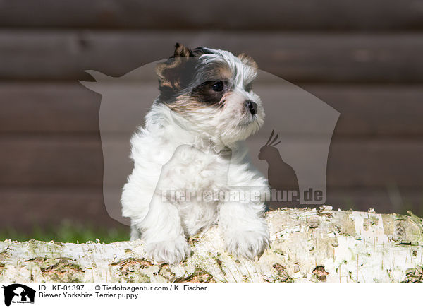 Biewer Yorkshire Terrier puppy / KF-01397