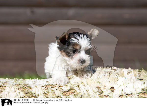 Biewer Yorkshire Terrier puppy / KF-01398
