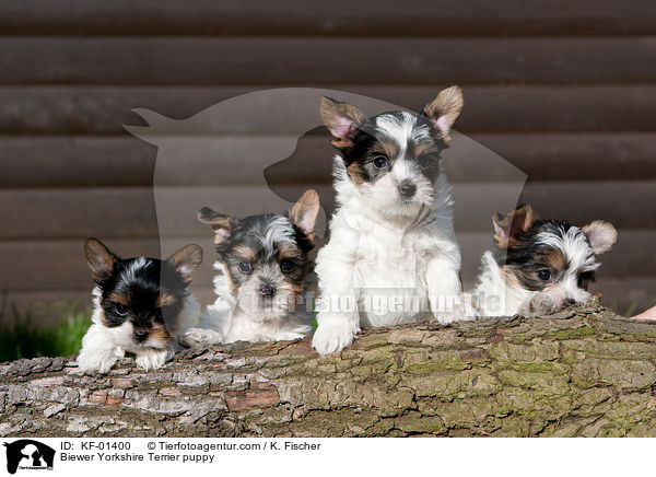 Biewer Yorkshire Terrier Welpe / Biewer Yorkshire Terrier puppy / KF-01400