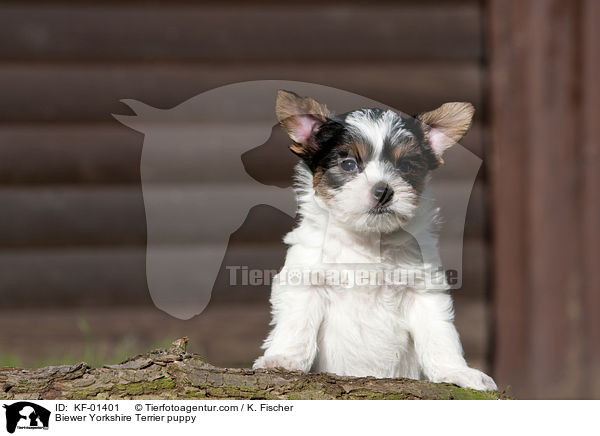 Biewer Yorkshire Terrier puppy / KF-01401