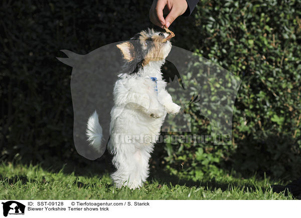 Biewer Yorkshire Terrier macht Mnnchen / Biewer Yorkshire Terrier shows trick / SST-09128