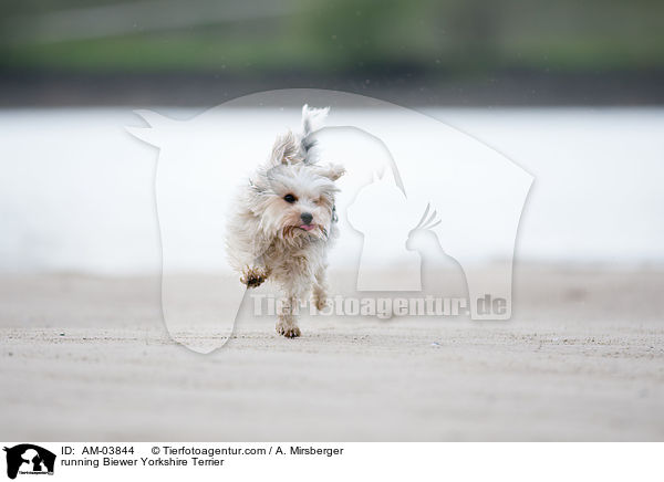 rennender Biewer Yorkshire Terrier / running Biewer Yorkshire Terrier / AM-03844