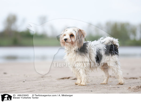 Biewer Yorkshire Terrier / Biewer Yorkshire Terrier / AM-03845