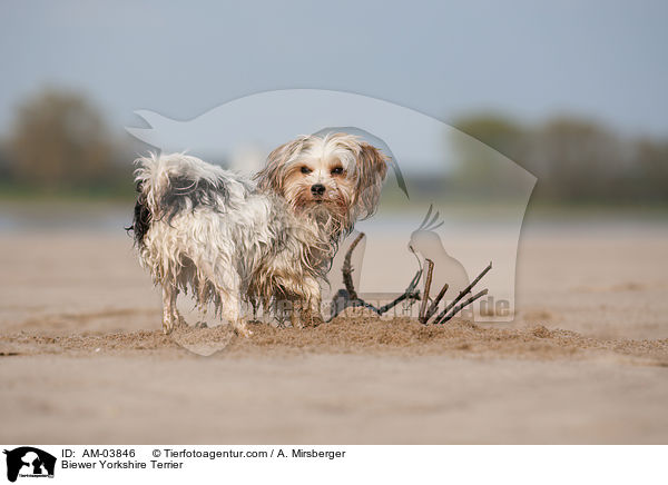 Biewer Yorkshire Terrier / Biewer Yorkshire Terrier / AM-03846