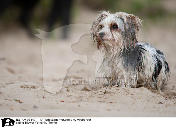sitzender Biewer Yorkshire Terrier / sitting Biewer Yorkshire Terrier / AM-03847
