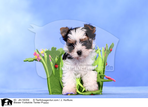 Biewer Yorkshire Terrier Welpe / Biewer Yorkshire Terrier Puppy / JH-18354