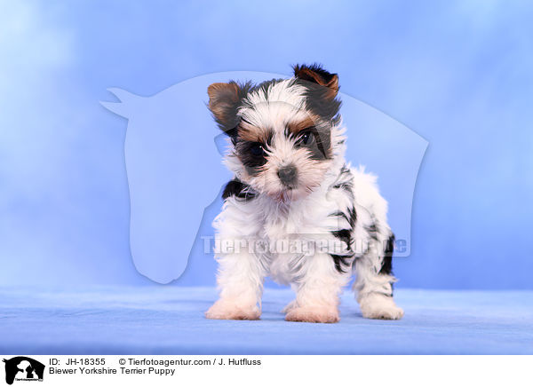 Biewer Yorkshire Terrier Welpe / Biewer Yorkshire Terrier Puppy / JH-18355