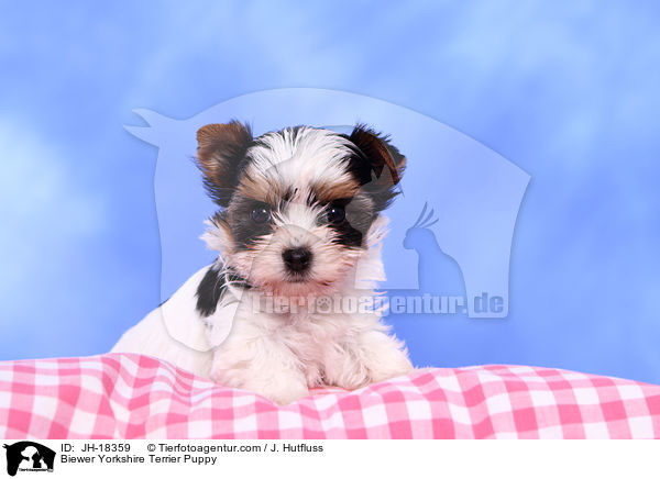 Biewer Yorkshire Terrier Welpe / Biewer Yorkshire Terrier Puppy / JH-18359