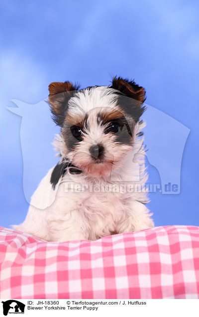 Biewer Yorkshire Terrier Welpe / Biewer Yorkshire Terrier Puppy / JH-18360