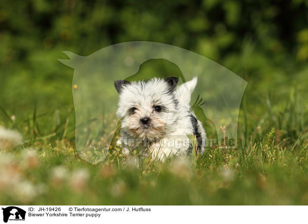 Biewer Yorkshire Terrier Welpe / Biewer Yorkshire Terrier puppy / JH-19426