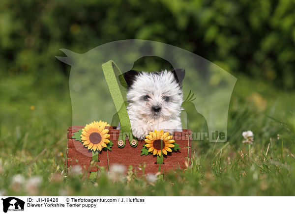 Biewer Yorkshire Terrier Welpe / Biewer Yorkshire Terrier puppy / JH-19428