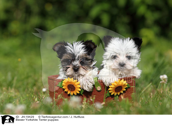 Biewer Yorkshire Terrier Welpen / Biewer Yorkshire Terrier puppies / JH-19429