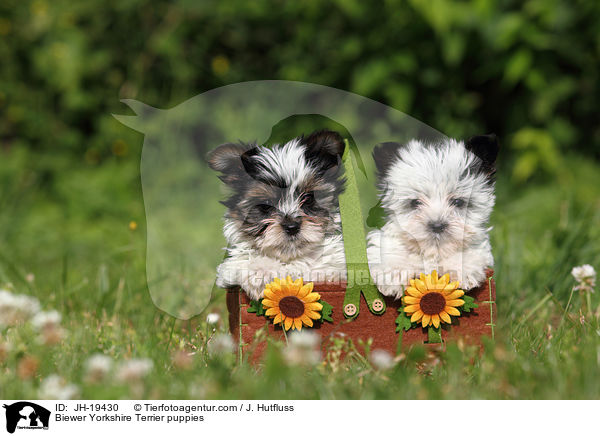 Biewer Yorkshire Terrier puppies / JH-19430
