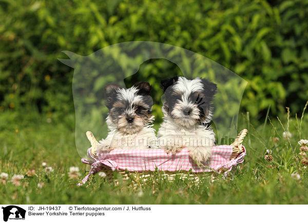 Biewer Yorkshire Terrier Welpen / Biewer Yorkshire Terrier puppies / JH-19437