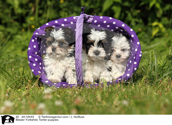 Biewer Yorkshire Terrier Welpen / Biewer Yorkshire Terrier puppies / JH-19445