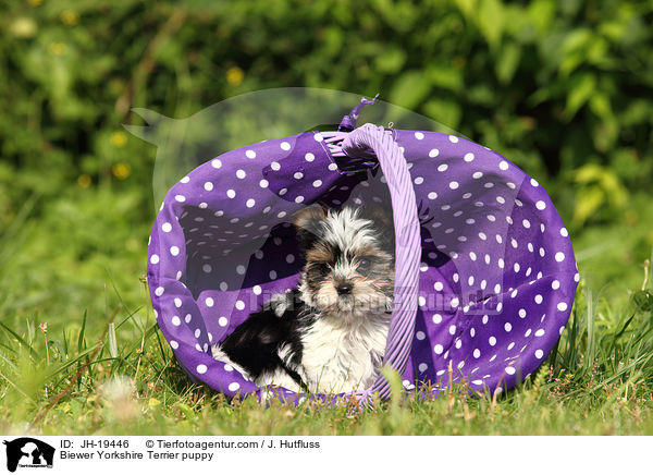 Biewer Yorkshire Terrier Welpe / Biewer Yorkshire Terrier puppy / JH-19446