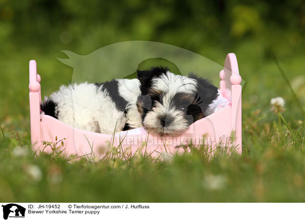 Biewer Yorkshire Terrier Welpe / Biewer Yorkshire Terrier puppy / JH-19452
