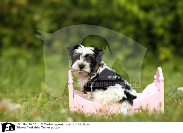 Biewer Yorkshire Terrier Welpe / Biewer Yorkshire Terrier puppy / JH-19455