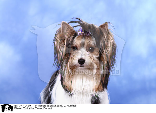 Biewer Yorkshire Terrier Portrait / Biewer Yorkshire Terrier Portrait / JH-19459