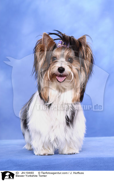 Biewer Yorkshire Terrier / Biewer Yorkshire Terrier / JH-19460