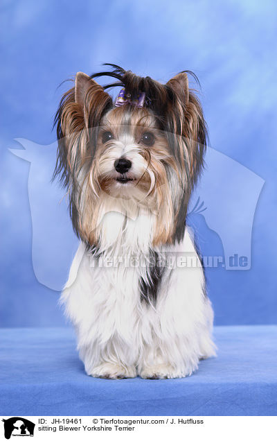 sitzender Biewer Yorkshire Terrier / sitting Biewer Yorkshire Terrier / JH-19461