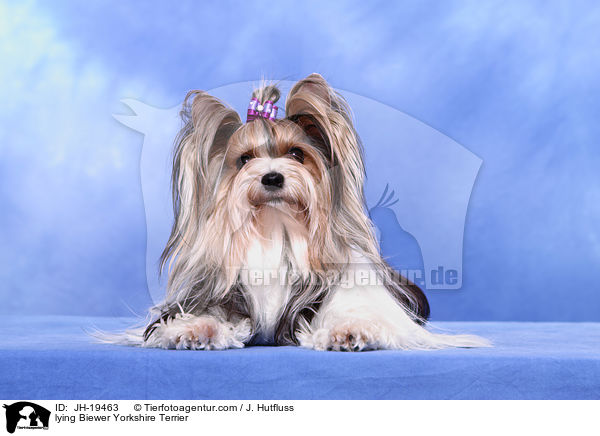 liegender Biewer Yorkshire Terrier / lying Biewer Yorkshire Terrier / JH-19463