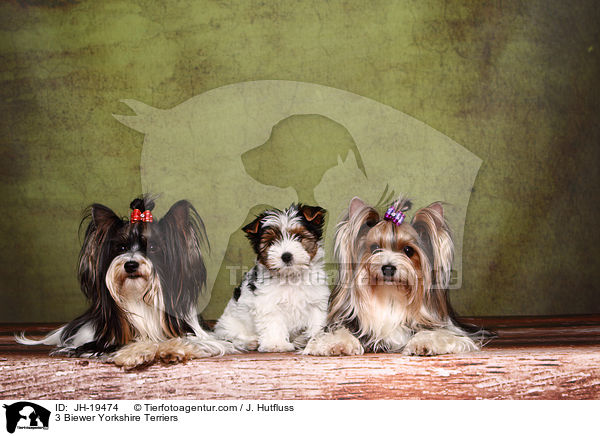 3 Biewer Yorkshire Terrier / 3 Biewer Yorkshire Terriers / JH-19474