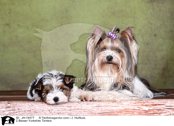 2 Biewer Yorkshire Terrier / 2 Biewer Yorkshire Terriers / JH-19477