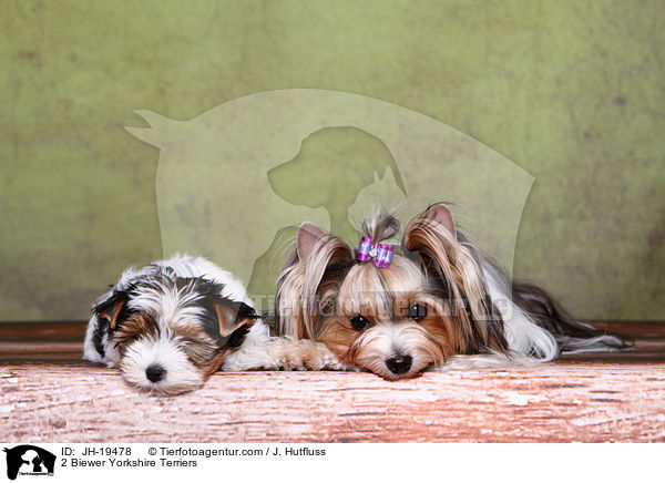 2 Biewer Yorkshire Terrier / 2 Biewer Yorkshire Terriers / JH-19478