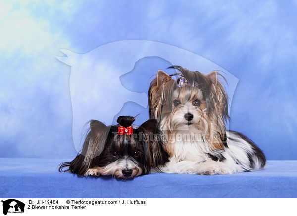 2 Biewer Yorkshire Terrier / 2 Biewer Yorkshire Terrier / JH-19484