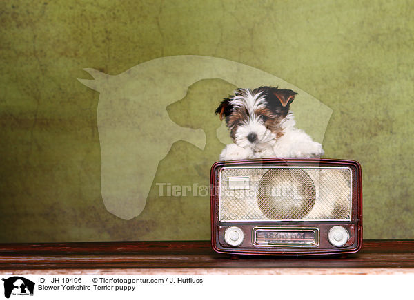 Biewer Yorkshire Terrier Welpe / Biewer Yorkshire Terrier puppy / JH-19496
