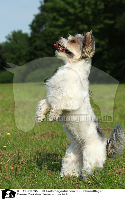Biewer Yorkshire Terrier shows trick / SS-33735