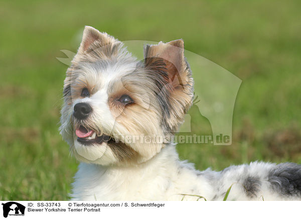 Biewer Yorkshire Terrier Portrait / Biewer Yorkshire Terrier Portrait / SS-33743