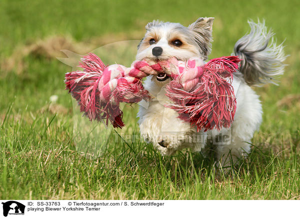playing Biewer Yorkshire Terrier / SS-33763