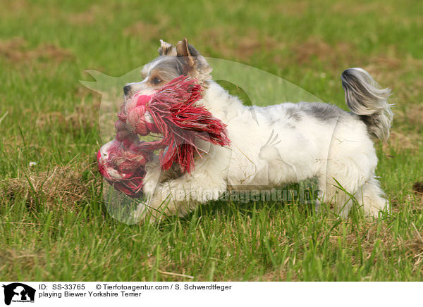 spielender Biewer Yorkshire Terrier / playing Biewer Yorkshire Terrier / SS-33765