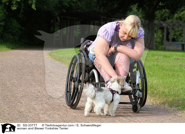 Frau und Biewer Yorkshire Terrier / woman and Biewer Yorkshire Terrier / SS-33777
