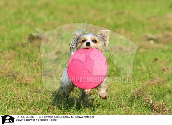 playing Biewer Yorkshire Terrier / SS-33807