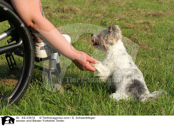 Frau und Biewer Yorkshire Terrier / woman and Biewer Yorkshire Terrier / SS-33816