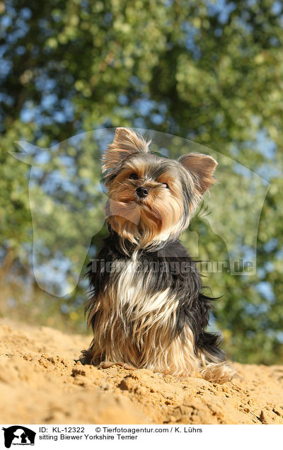sitzender Biewer Yorkshire Terrier / sitting Biewer Yorkshire Terrier / KL-12322