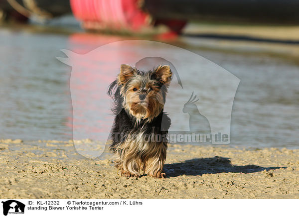 stehender Biewer Yorkshire Terrier / standing Biewer Yorkshire Terrier / KL-12332