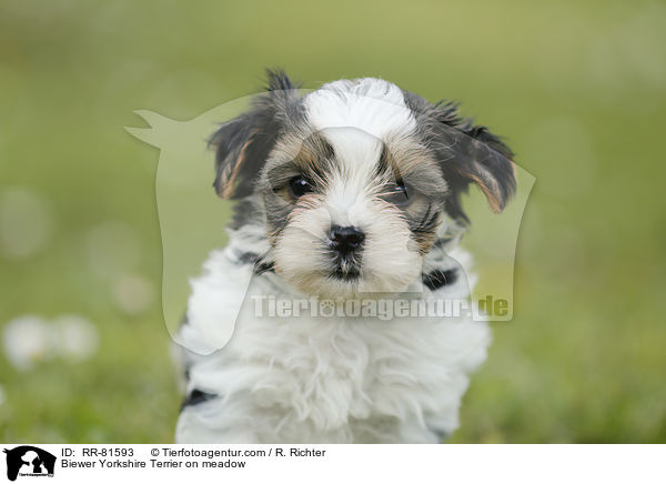 Biewer Yorkshire Terrier auf der Wiese / Biewer Yorkshire Terrier on meadow / RR-81593