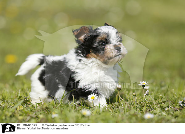 Biewer Yorkshire Terrier auf der Wiese / Biewer Yorkshire Terrier on meadow / RR-81599