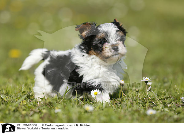 Biewer Yorkshire Terrier auf der Wiese / Biewer Yorkshire Terrier on meadow / RR-81600