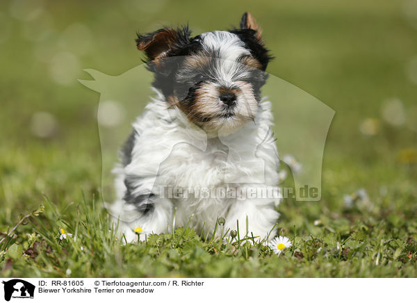 Biewer Yorkshire Terrier auf der Wiese / Biewer Yorkshire Terrier on meadow / RR-81605